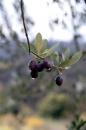 Olives